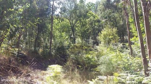 Land for plantation with area of 4.1290 m2; Good access; Lots of wood; Water Zone; Good sun exposure