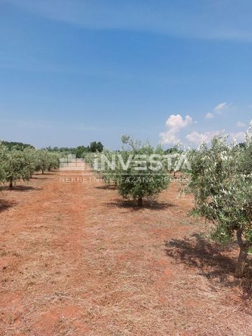 Location: Istarska županija, Kaštelir-Labinci, Labinci. Olivenhain zum Verkauf in der Nähe von Labinac mit einer Gesamtfläche von 6032 m². Auf dem Grundstück befinden sich 150 Olivenbäume, die etwa zehn Jahre alt sind, sowie mehrere Bäume, die mehrer...