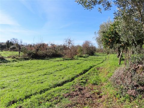 Excellent farm with an area of 9 880 m2. It has several annexes with an area of approximately 70 m2. It has two stone wells with spring water, a dam that is used to irrigate the land. Traditional adult olive grove, orange trees and also several vines...