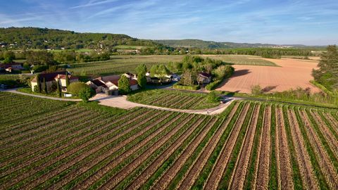 Domaine Viticole - Appellation Cahors