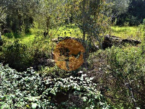Rustic land next to a stream, very cool place, has a well with water, plenty of shade, some rainfed trees in which the cork oak demarcates its greatest expressiveness. You can enjoy your weekend getaway and at the same time plant your mini home garde...