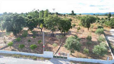 Farm of good access, tar, in a much sought after area, with electricity, borehole, tank, fruit trees and some weeds. It has an agricultural support construction. Fertile land with irrigation system. A few 10 minutes from the town of Castelo Branco. U...