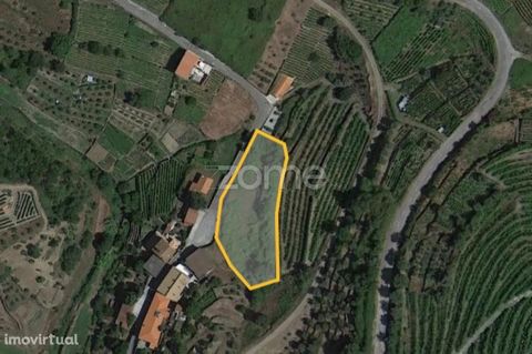 Identificação do imóvel: ZMPT563027 Conjunto de terrenos, um com capacidade construtiva e outros agricolas, junto ao Rio Corgo no Douro. Localizados no Valde da Ermida, UF de Nogueira e Ermida, Vila Real. Google Maps: s://maps.app.goo.gl/vrP1DRN5EKMz...