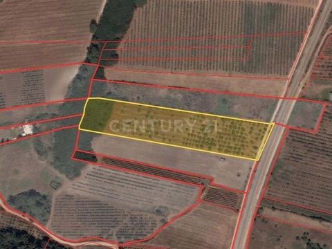 Terreno rústico de 10200m2 fantástico para desenvolver o seu negócio agrícola, situado no Bombarral. *** Com a Century21 Porta Sim Encontrará um serviço focado em si! Encontrará pessoas focadas no seu objetivo e não no nosso, pois o nosso ramo de neg...