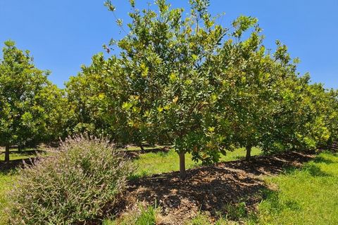 Wir präsentieren eine sorgfältig bewirtschaftete 54 Hektar große Macadamia-Farm im Herzen des Lowveld, in der Nähe von Malelaan. Dieses Gartenbauparadies wurde mit Bedacht entwickelt und verfügt über 48 Hektar, die mit blühenden Beaumont-Macadamia-Bä...