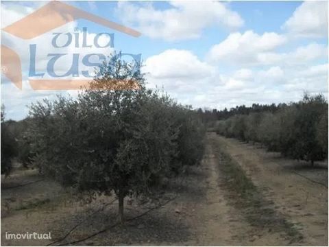 This property consists of olive grove distributed by arbequina, picual, cobrançosa, watering drop by drop,stands the machinery. Area: 5600000 m2 More information and/or immediate visit: 967882448 - -------------------- Dear customer, We have other re...