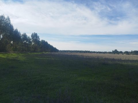 Flat land, with considerable area for construction (allotment), but with great potential for any crop. With 130,000 m2, it is divided into 80,000 m2 of eucalyptus ready for cutting, and 50,000 m2 of clean area. If there is interest, this property can...