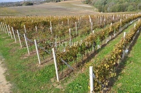 ZASADBREG, VIGNOBLE ET TERRE d’une superficie totale de 130 000 m2.   Un vignoble à Zasadbreg d’une superficie totale d’environ 130 000 m2 est à vendre. Le terrain se compose de plusieurs parcelles mitoyennes. Une vigne de 11 ans est plantée sur le t...