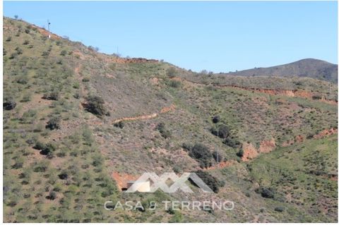 This nice farm has a total extension of 86.900 m2 and has two sheds from 42 m2 each, also boasts 300 mangos, 100 avocado and along the entrance lane about 100 trees of tangerines. The property also has 3 water drillings and a well with brook water, a...
