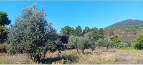 Rustic land, consisting of olive groves, Arvense culture. Two rustic plots for sale together One of the plots with 460 m2, consisting of Olival is in the center of the village of Castelo. the other land with an area of 320 m2, composed of arable cult...