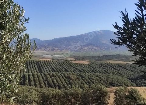 IN THE PLACE WITH THE MOST PRODUCTIVE AGRICULTURAL LAND OF MANISA TURGUTLU 1.550.000 M2 ( 383.013 ACRES ) OLIVE TREES.... SUM; THERE IS AGRICULTURAL LAND WITH 76,700 PRODUCTIVE OLIVE TREES AND SOME INFRASTRUCTURE STORAGE AREAS.  