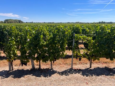 Petit Joyau sur Saint Emilion, propriété viticole d'environ 29 hectares de vignes sur 3 appellations dont 13 ha de vignes en AOC Saint Emilion Grand Cru, 13 ha en Bordeaux et environ 3 ha en côtes de Castillon Le vignoble est dans un état exceptionne...