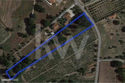 Fantastic Land with 4520 with excellent location about 6kms from Aveiras de Cima (Nó A1), Pontével. With a vast area, this property includes olive and rock plantation in addition to Vinha, equipped with a well that by itself value this property, whic...