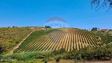 Rustic Land with a total area of 67,562 thousand m2 This is the ideal land to have your farm and build your house. Very well situated, in the village of Livramento, with light (PT), water, orchard, pond and legal vineyard. In the vineyard there are 3...