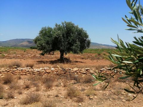 EINGENARTIGES GRUNDSTÜCK IN LOS ALMAGROS ERRICHTUNG EINES LANDHAUS MÖGLICH