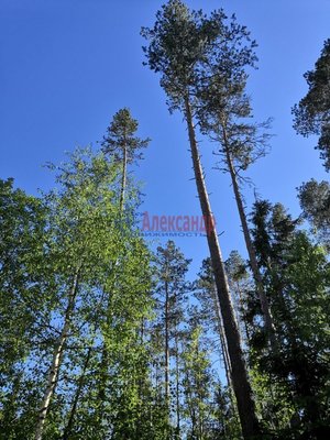 1522793 На берегу реки Ниванъоки в пос. Нива Лахденпохского района предлагается земельный участок под строительство жилого дома. Пятнадцать соток на землях населенных пунктов, примыкающий к сосновому лесу. Участок чистился от поросли. Сделана мелиора...