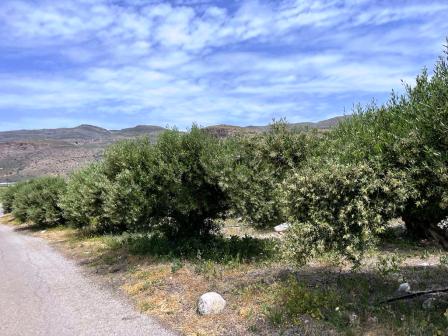 Goudouras-Makry Gialos : Terrain à seulement 500 mètres de la mer. Le terrain est de 4000m2 et peut construire jusqu'à 800m2. Il est dans le plan du village et bénéficie d'une vue sur la montagne et la mer. Goudouras est un village agricole sur la cô...