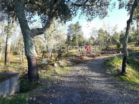 Excellent land in the Moutosa area of Castelo de Vide all populated by Pinheiros, chestnut trees, oaks, cork oaks and medronheiros in various stages of growth. Great profitability in the near future in terms of cork, pine wood, chestnut, oak and the ...