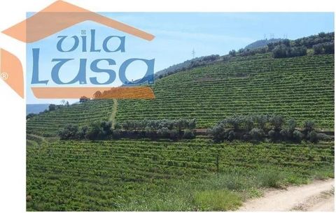 Farm in the Douro left bank, With river bank Douro, Manor house, House of caretakers, Mechanized cellar and w / vats of wood and stainless steel, Mechanism to Remove the cangain of the grape (bagasse), Warehouse and Lagares.60 Hectares, +/- 3 ha. de ...