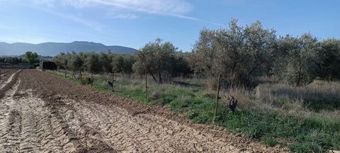 Verkauf des Grundstücks in Zahlung aljancira. Eingezäunter Bauernhof mit Olivenbäumen in der Umgebung, um die Natur zu genießen