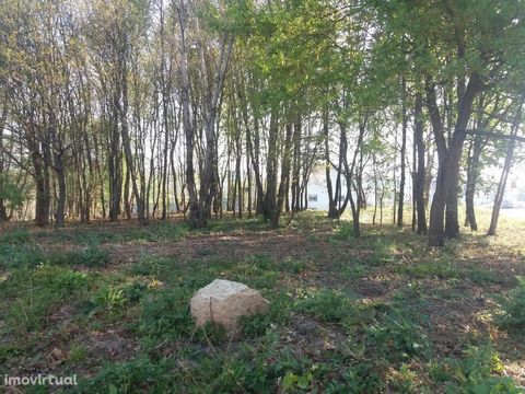 Buy land and Lobão * Terrain with constructive viability * 8,050m² Land with 57m of front with constructive viability and area of 8.050m². Located in a quiet area, with good sun exposure and good access. Make a visit now! Impact your Real Estate! N/R...