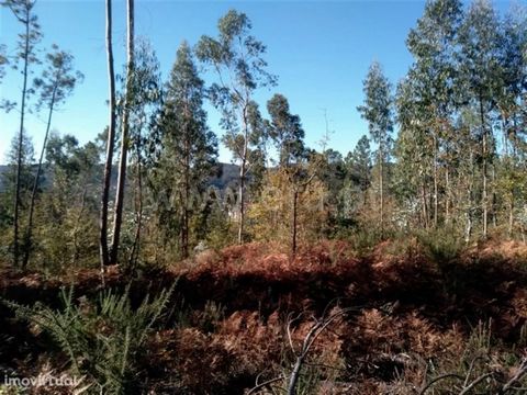 Forest land with an area of 4,760m2; Good access