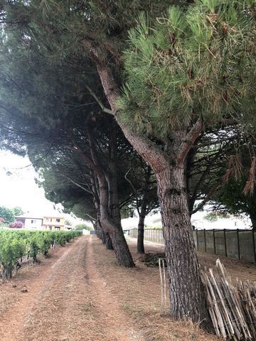 photo no. 14