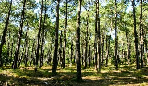 I Landes, för att lägga beslag på en uppsättning av 104 hektar skog huvudsakligen i Landes tall. Underhållna och städade - Planteringar spridda från 1995 till 2012 - Effektiva jakträttigheter - Perfekt för investerare - Icke-avtalsenliga foton.