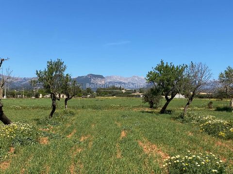 Building plot with mountain views for sale in Binissalem Explore a serene finca plot surrounded by the picturesque Mediterranean landscape and lush trees. This property provides an excellent chance for potential buyers to construct a modern 4-bedroom...