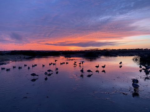 Niobrara WRP ¡Un lugar fantástico para la caza de aves acuáticas alrededor de los remansos del río Missouri! La combinación de las fuentes de agua y el hábitat circundante a menudo crea un entorno ideal no solo para las aves acuáticas, sino también p...