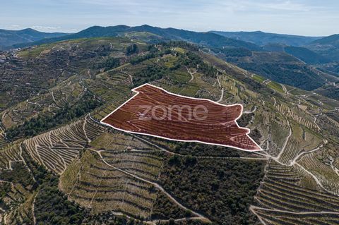 Identificação do imóvel: ZMPT563860 Valença do Douro é uma região pitoresca no norte de Portugal, conhecida pela sua paisagem diversificada, clima ameno e solo fértil. Neste contexto, temos um terreno encantador composto por vinhas,oliveiras, figueir...