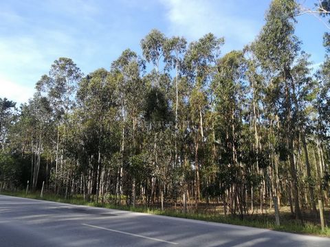 Rustikales Grundstück in Vagueira, Gafanha da Boa Hora, zu verkaufen. Kommen Sie zu Besuch! Es handelt sich um einen Eukalyptuswald mit einer Breite von 43 m und einer Tiefe von 165 m mit einer Bruttofläche von 6.427,96 m2, der in ein Grün- und Waldr...