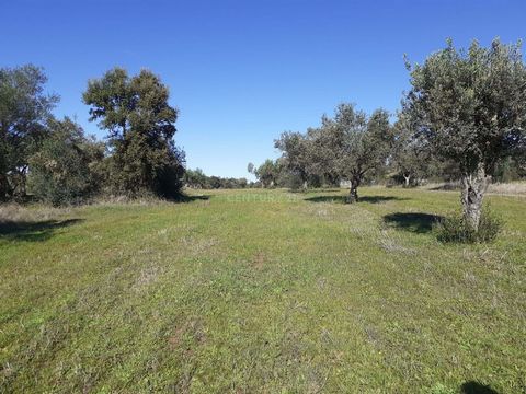 Terreno rústico, localizado no Corval, mais concretamente junto á Aldeia do Carrapatelo. Com uma excelente vista panorâmica. Mesmo junto á estrada Nacional. Com a possibilidade de se implantar uma casa amovível em Madeira, se o Município de Reguengos...