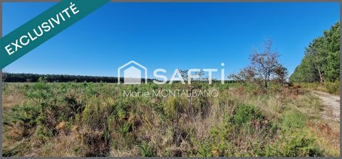 Terrain forestier de 1,6h à Sanguinet