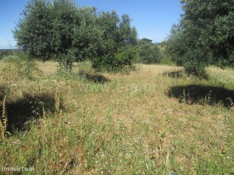 Land with some olive trees and fruit trees. There's a well, a tank in cement and water from the watering hole, a few scoops and chicken coops. Ideal for agriculture. Excluded from the SCE, under Article 4, of Decree-Law No. 118/2013 of 20 August.