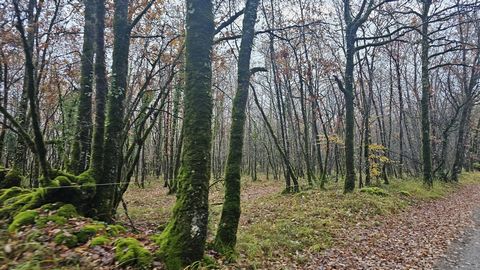 Oak and chestnut forest with roadside access. Chenes 1ha 88a 40ca in the town of Feneyrols-82140- locality Montatech. (18840 m²) Chataigniers 1ha 10a 18ca in the town of Saint Martin Laguepie-81170- (11018 m²) Great sites for firewood professionals o...