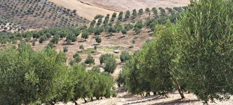 Se vende olivar de secano en plena producción, con una extensión de 36.6 hectáreas y 6,500 olivos de la variedad picual, de entre 15 y 20 años. Además, hay espacio disponible para plantar 1,300 olivos adicionales. La finca está ubicada en la provinci...