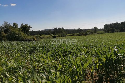 Identificação do imóvel: ZMPT545708 Located in Fradelos-Famalicão, this rustic agricultural land of 4,000 m2 presents a unique opportunity for those seeking a versatile and productive space. It is important to note that this land is not suitable for ...