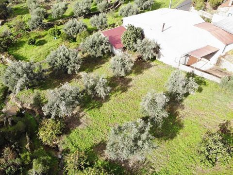 Rustic land with excellent location on the edge of a quiet village. The property has a total area of 6680 m2, consisting of fruit trees, olive trees, a wooded area and a well. On the property you will find around 10 mature olive trees, fig trees and ...