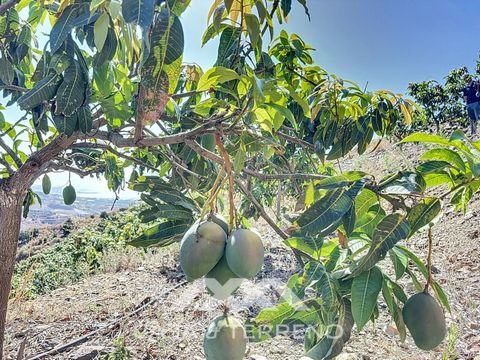 For sale: A finca in Cajiz, Málaga, with a total area of 37,714 m². This property is ideal for agriculture, especially for mango production, as it features 2,100 Keitt variety mango trees, known for their high productivity and market demand. Addition...