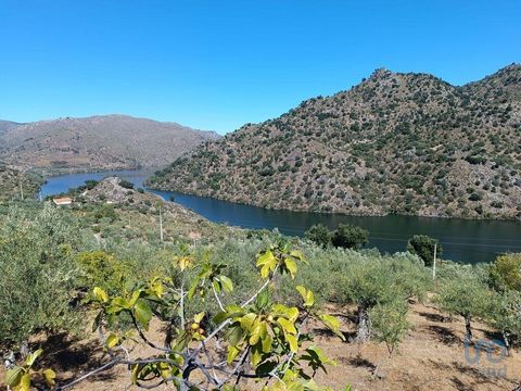 Terreno agrícola com 6.000m2 vista para o rio Douro e com oliveiras, laranjeiras e varios arvores de fruto. Bom acesso, eletricidade perto do terreno. Casinha em pedra com 30 m2 para renovar. Perto do cais de Mazouco. Ideal para fins de semanas ou pa...