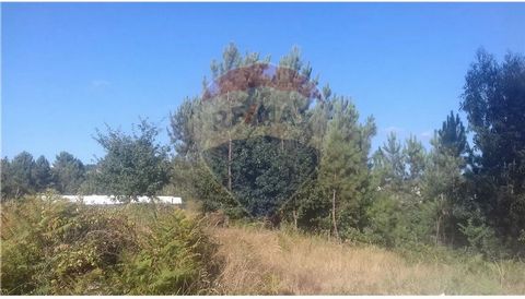 Land with constructive capacity, with a land occupation of approx/ 1500m on a plot of 5000m. The rest of the land is in agricultural reserve.