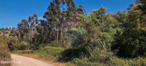 Terrain rustique situé à Vale Grande, paroisse de São Marcos da Serra. Il a une superficie de 55 400 m2 et est proche des maisons habitées à la lumière électrique. Une partie du terrain est en pente avec des chênes-lièges et des eucalyptus. L’autre p...