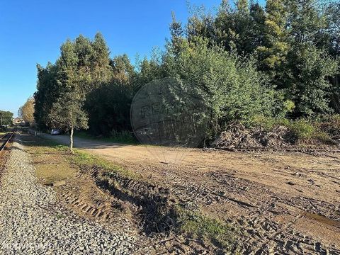 Terreno florestal de 5700m² em Alagoa, Águeda  Vende-se pinhal com 5700m² localizado em Alagoa, concelho de Águeda.  Ideal para investimento florestal ou para quem procura um espaço tranquilo em meio à natureza. O terreno é de fácil acesso, com boas ...