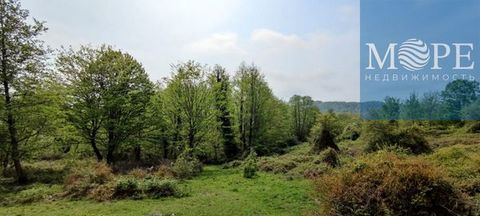 Красивый участок в Лазаревском районе Сочи, село Верхняя Хобза, хороший асфальтированный подъезд, ровный рельеф, земли поселений, ЛПХ, собственность. Расстояние до моря 4 км по прямой.Номер объекта: #5/556502/11901 #7735114#