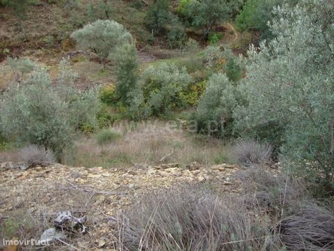 Land with 4190m2, near the village. Composed of olive trees and pine forest. Reasonable access. Excluded from the SCE, under Article 4 of Decree-Law No. 118/2013 of 20 August.
