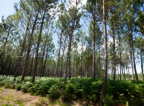 photo no. 6