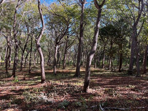 Grundstück von 5000 m2 mit schönen Pochote, Teak und anderen einheimischen Bäumen. Mit Wasser und Strom sind Sie bereit für Ihre Baupläne. In einem sich rasant entwickelnden Wohngebiet. Keine Gebühren für Eigentumswohnungen In der Nähe von Playa Avel...