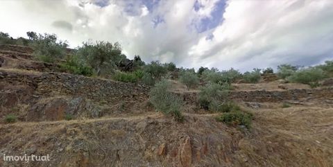 Terrain situé près du centre de la paroisse de Soutelo do Douro. Plantation d’oliviers et de chênes. Cette propriété est vendue en conjonction avec la réf. 7929 Faites déjà une visite. Impact, votre immobilier. Pourquoi acheter avec Impacto? Nous som...