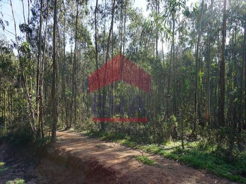 Rustikales Grundstück mit 24.792 m², davon 18.000 m² mit Eukalyptusbäumen und der Rest als Anbauland. Möglichkeit des Baus eines Lagers zur landwirtschaftlichen Unterstützung. Grundstück mit leichtem Gefälle und Zugang über eine unbefestigte Straße. ...